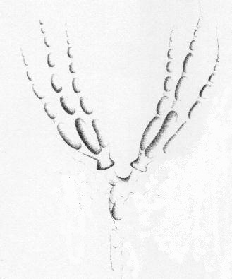 Organes reproducteurs femelles, et appareil vénénifique du Sphex flavipennis, dessin de Jean-Henri Fabre