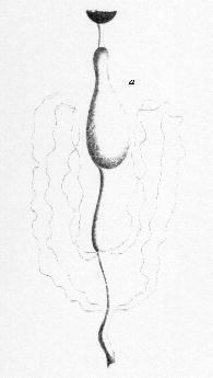 Appareil digestif du Sitaris humeralis, dessin de Jean-Henri FABRE