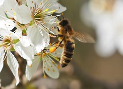 La vie des Abeilles